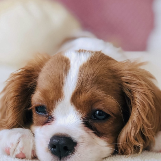 Cavalier King Charles Spaniel Puppy For Sale - Florida Fur Babies